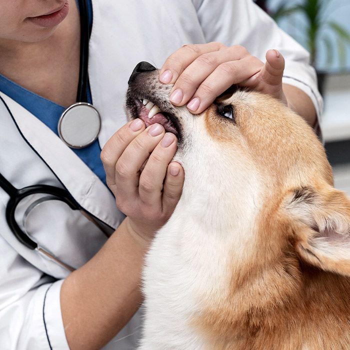 veterinarian checking corgi dog teeth