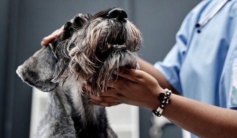 Welcome to Your Friends at Dacula Animal Hospital