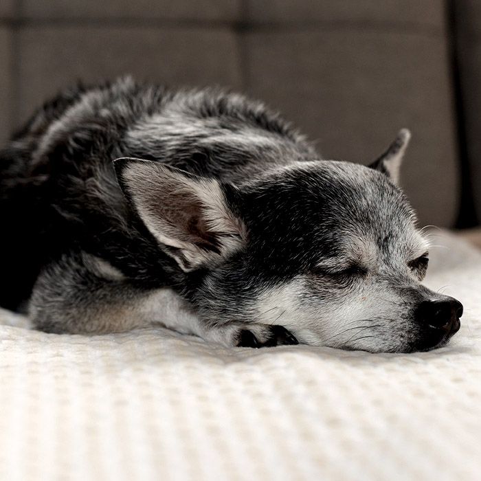 old chihuahua dog sleeping
