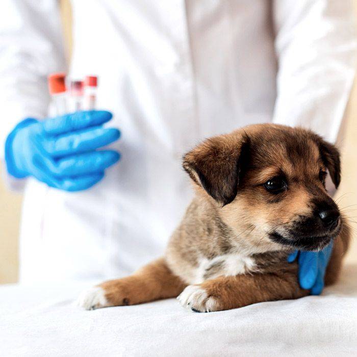 puppy at vet receiving diagnostic tests