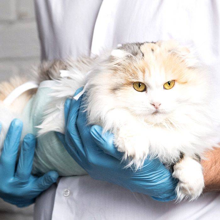 cat after spay surgery
