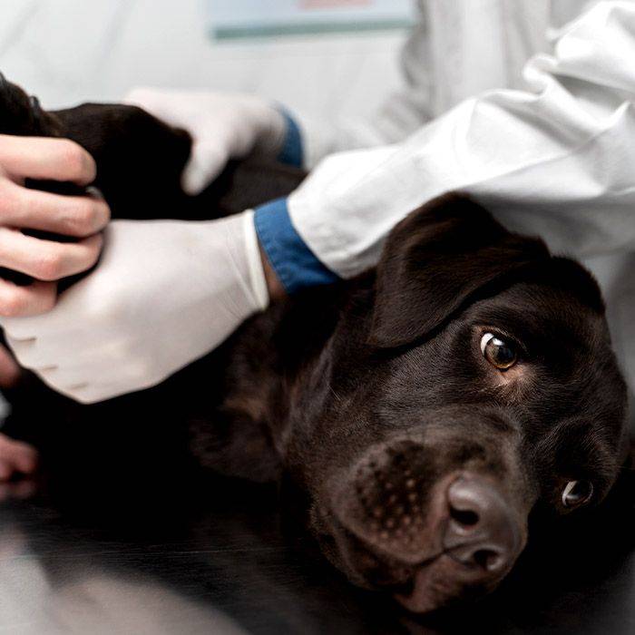 chocolate labrador receiving emergency vet care