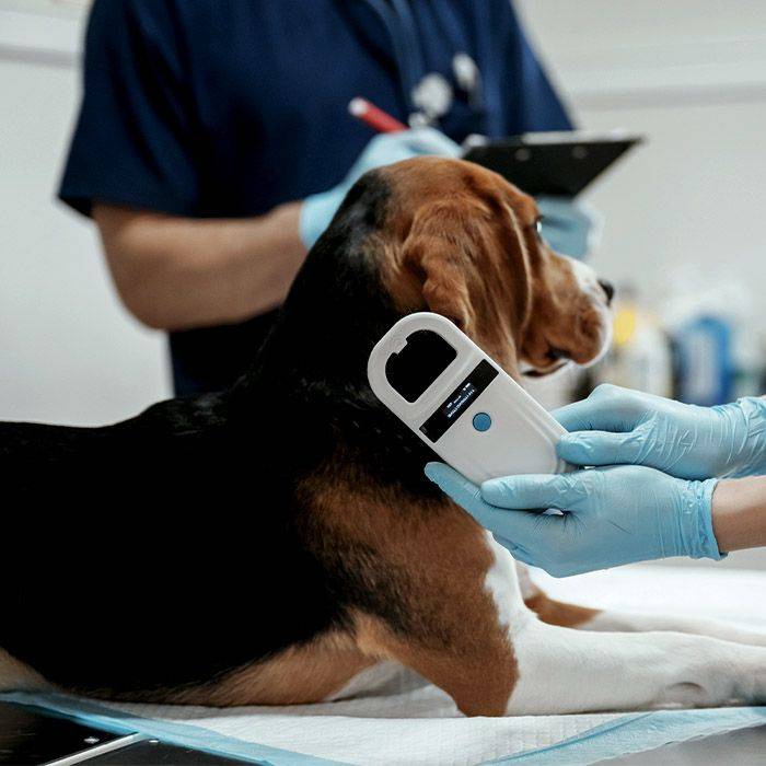 veterinarian using microchip scanner on beagle