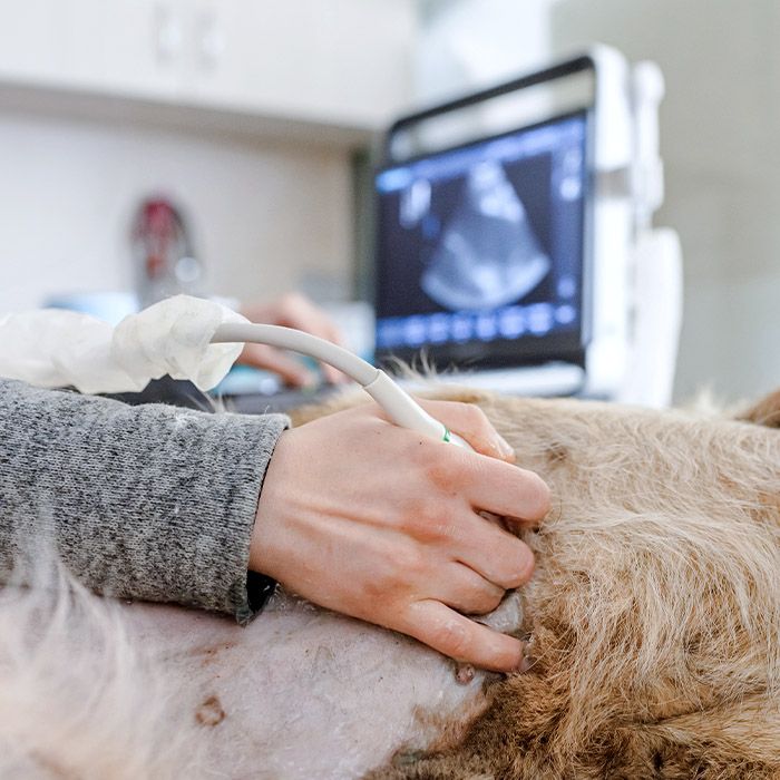pregnant dog during ultrasound exam