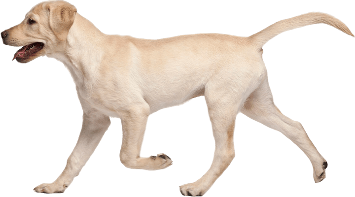 young labrador dog walking side